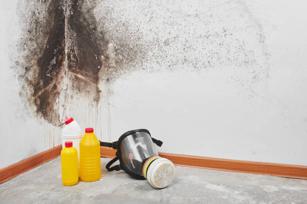 Best Affordable Mold Removal  in Byrdstown, TN