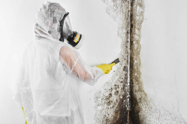 Best Mold Testing  in Byrdstown, TN