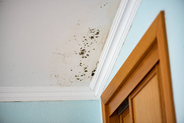 Best Toxic Mold Removal  in Byrdstown, TN