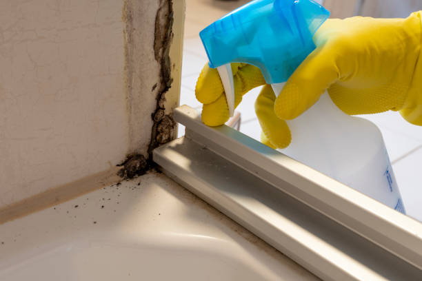 Best Mold Damage Repair  in Byrdstown, TN