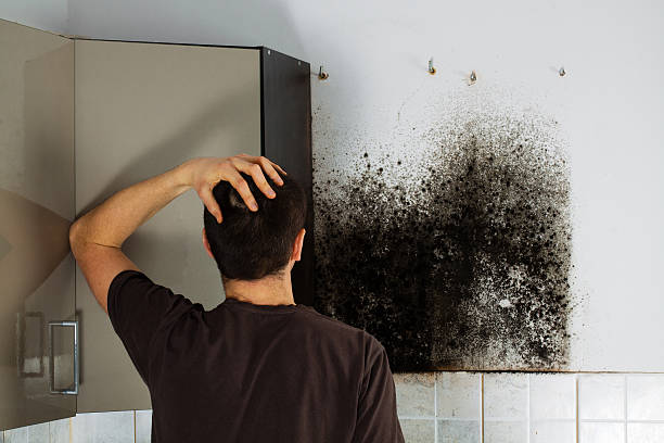 Best Best Mold Removal Companies  in Byrdstown, TN