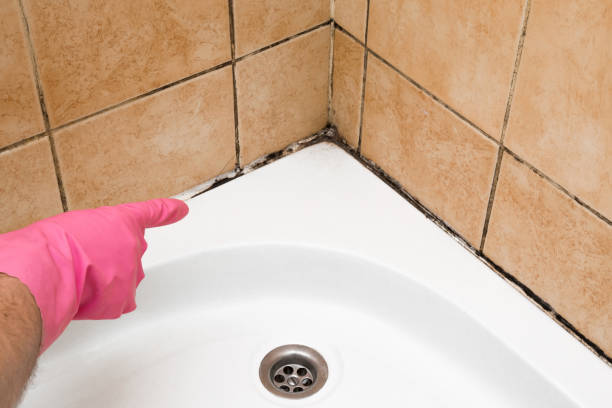 Best Local Mold Removal Service  in Byrdstown, TN